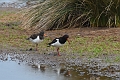 25 06 16_8055_edited-1